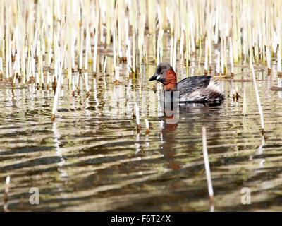 A little grebe ( Tachybaptus ruficollis ) searching for food amongst the dead reed stems Stock Photo