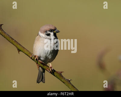 A tree sparrow ( Passer montanus ) perching against a diffused background Stock Photo