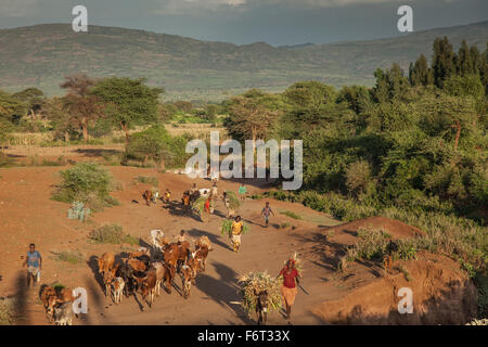 Farmers guiding herd of cattle Stock Photo