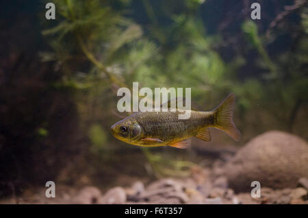 Carassius carassius - Crucian Carp Stock Photo