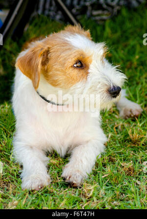 A small white and tan rough coated Jack Russell Terrier dog sitting on the grass, looking happy. It is known for being confident Stock Photo