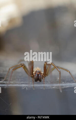 House Spider, Nottingham In the autumn the male house spiders wonder around and can find themselves into houses. Stock Photo