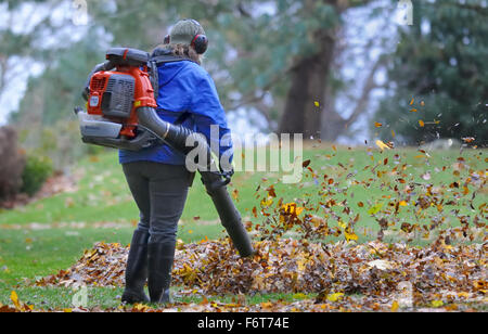 Blowing the leaves. Stock Photo