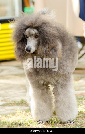 A close up of a small beautiful and adorable silver gray Miniature Poodle dog. Poodles are exceptionally intelligent usually equ Stock Photo