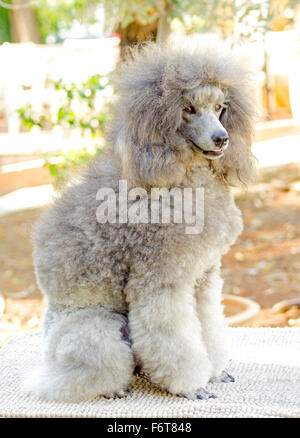 A close up of a small beautiful and adorable silver gray Miniature Poodle dog. Poodles are exceptionally intelligent usually equ Stock Photo