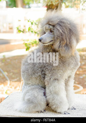 A close up of a small beautiful and adorable silver gray Miniature Poodle dog. Poodles are exceptionally intelligent usually equ Stock Photo