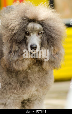 A close up of a small beautiful and adorable silver gray Miniature Poodle dog. Poodles are exceptionally intelligent usually equ Stock Photo