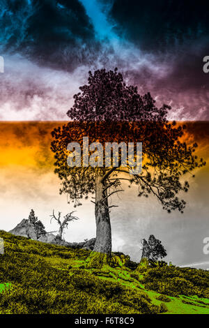 Tree growing on remote hillside Stock Photo