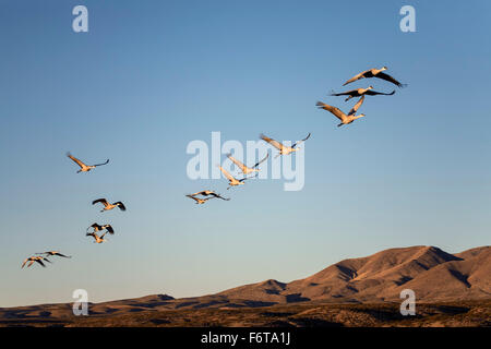 Sandhill Cranes (Grus canadensis) flying in formation, Bosque del Apache National Wildlife Refuge, near Socorro, New Mexico USA Stock Photo