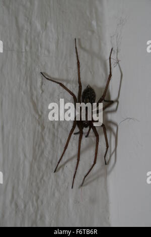 Giant house spider on wall in Germany Stock Photo