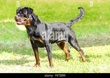 A healthy, robust and proudly looking Rottweiler dog with undocked tail standing on the grass. Rotweillers are well known for be Stock Photo