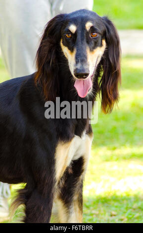 A close up of a healthy beautiful grizzle, black and tan, Saluki standing on the lawn looking happy and cheerful. Persian Greyho Stock Photo