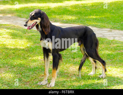 A side view of a healthy beautiful grizzle, black and tan, Saluki standing on the lawn looking happy and cheerful. Persian Greyh Stock Photo