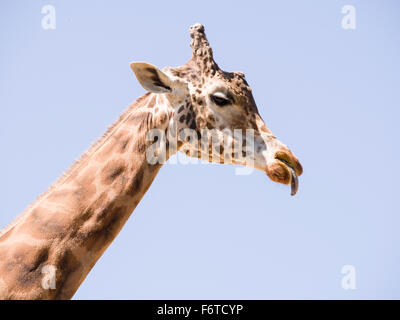 Giraffe eating and licking its lips. A Giraffe with trees behind chews on some food with its tongue protruding. Stock Photo