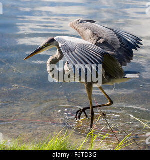 Ready for takeoff: Great Blue Heron wings. A great blue heron flaps its wings in preparation to fly. Stock Photo