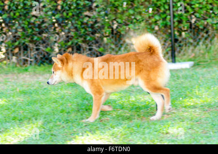 A profile view of a young beautiful fawn, cream and red Shiba Inu puppy dog walking on the lawn. Japanese Shiba Inu dogs are sim Stock Photo