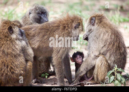 Group of Olive Baboons protecting a baby, Lake Manyara National Park, Tanzania. Stock Photo