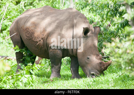 White Rhino grazing on grass in Mosi-oa Tunya Nation Park, Zambia, Africa Stock Photo