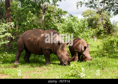 White Rhino with young in Mosi-oa Tunya Nation Park, Zambia, Africa Stock Photo