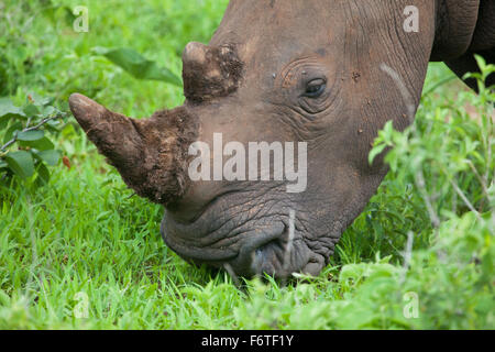 White Rhino head,  Mosi-oa Tunya Nation Park, Zambia, Africa Stock Photo