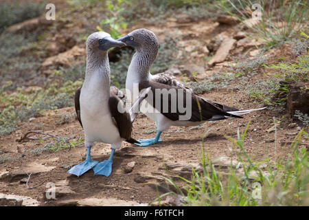 Pair of blue footed boobies performing mating dance, Galapagos Islands, Ecuador Stock Photo