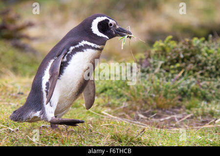 Magellanic penguin gathering nest materials. Gypsy Cove, Falkland Islands Stock Photo