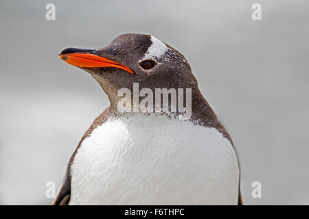 Gentoo Penguin portrait close up. Falkland Islands Stock Photo