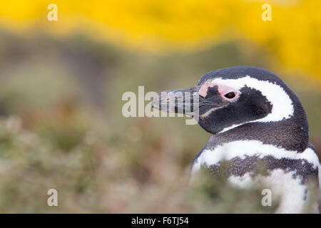 Magellanic penguin close up portrait. Gypsy Cove, Falkland Islands.