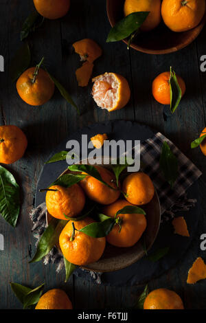 Raw Organic Satsuma Oranges with Green Leaves Stock Photo