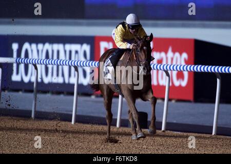 Meydan Racecourse, UAE. 19th November, 2015.   Murasil is pushed to the line by Pat Dobbs to win the Thoroughbreds race at Meydan Racecourse Credit:  Tom Morgan/Alamy Live News Stock Photo