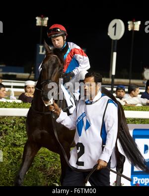 Meydan Racecourse, UAE. 19th November, 2015.   Lake Hawk ridden by Tadhg O'Shea at Meydan Racecourse Credit:  Tom Morgan/Alamy Live News Stock Photo