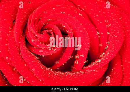 Macro view of a bright red rose with spirally arranged petals with water drops wet Stock Photo