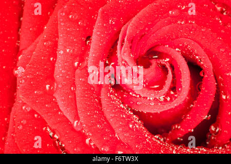 Macro view of a bright red rose with spirally arranged petals with water drops wet Stock Photo