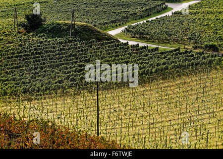 Austria, Burgenland, Eisenberg an der Pinka, vineyards Stock Photo