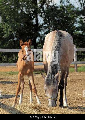 Haflinger mare and foal standing in paddock Stock Photo