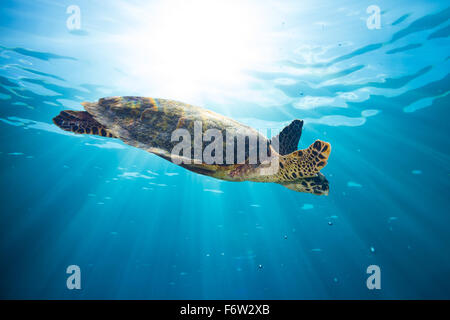hawksbill sea turtle in blue ocean water