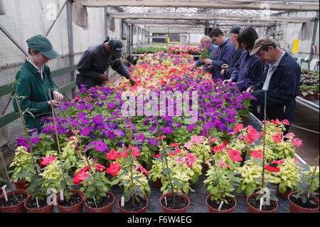 Workers with learning disabilities at work at Brook Farm; Linby; tending to flowers in greenhouse, Stock Photo