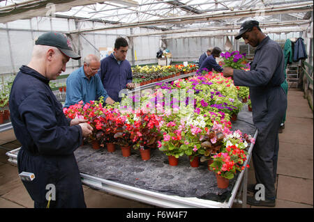Workers with learning disabilities at work in greenhouse tending flowers at Brook Farm; Linby, Stock Photo