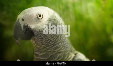 African Grey Parrot perched on branch in park Stock Photo