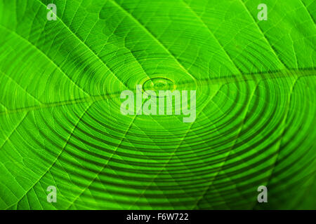 Green leave reflected in water Stock Photo