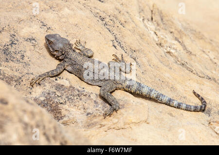 big lizard lying on the sand in the desert Stock Photo