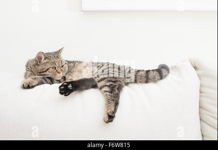 Cat resting on white sofa in living room. Stock Photo