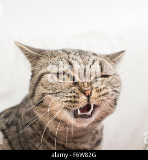 Cat with funny and crazy expression. Face of shock and disgust. Stock Photo