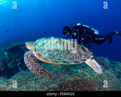 Green Sea Turtle swimming along side a scuba diver in Sipadan Stock Photo