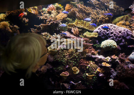 UK, England, Yorkshire, Hull, The Deep marine aquarium, Coral Reefs, visitor looking at colourful reef fish & corals Stock Photo