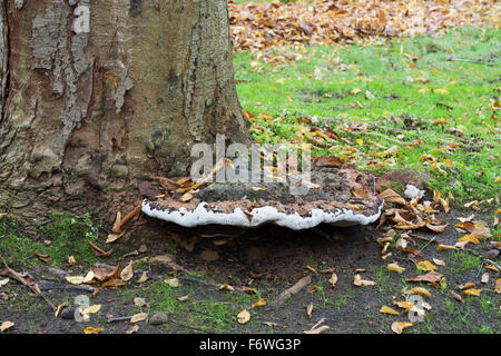 Old bracket fungus at the base of a Japanese horse chestnut tree at RHS Wisley Gardens, Surrey, England Stock Photo