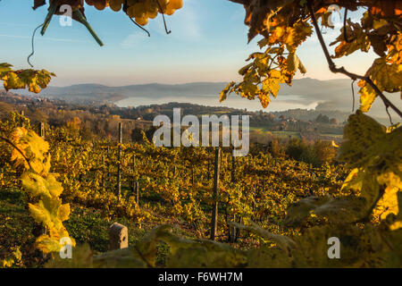 Vineyards of  Piedmont Italy overlooking Lake Viverone Italia vineyard of Erbaluce white wine Stock Photo