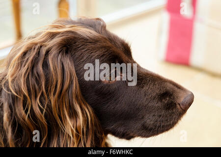 Chocolate brown (liver) English Cocker Spaniel pet dog head portrait side view indoors. UK Britain Stock Photo