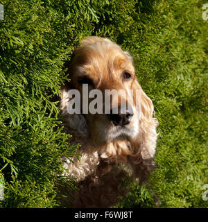 Cocker, Spaniel, Roter Stock Photo