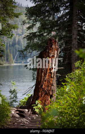 Dead tree, on Jenny Lake Trail, at Grand Teton National Park, Wyoming ...